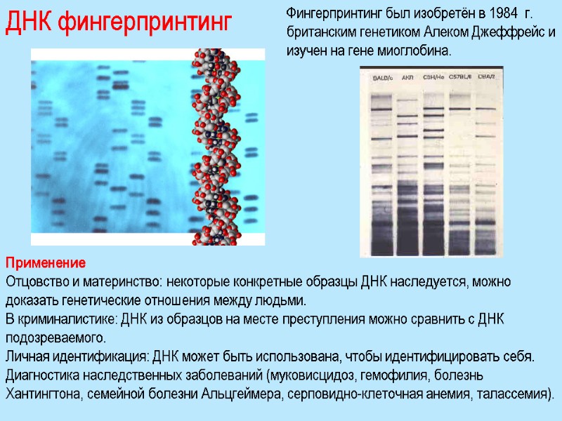 ДНК фингерпринтинг Фингерпринтинг был изобретён в 1984  г. британским генетиком Алеком Джеффрейс и